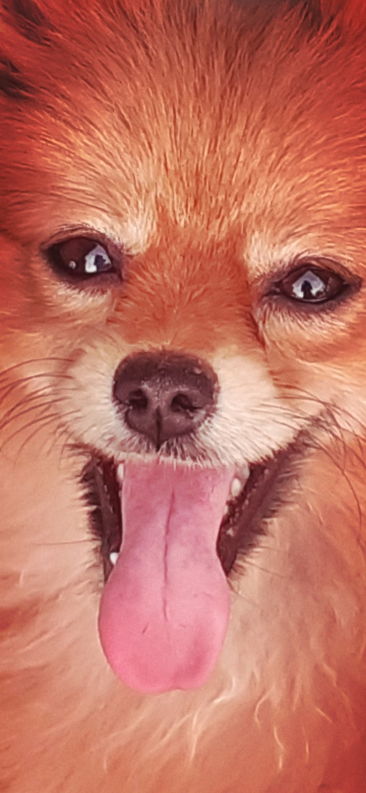 cute Golden Pomeranian