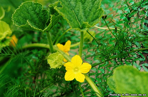 רקעים buttercup, leaf