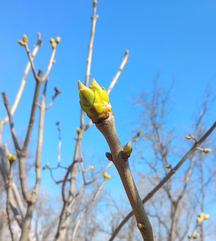spring