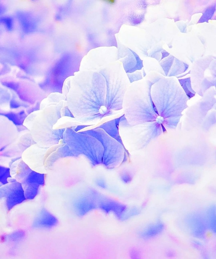 flowers flowers everywhere