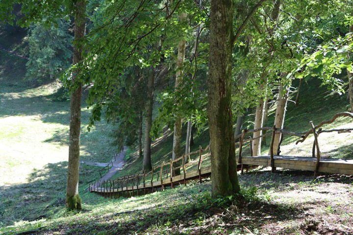 Forest in Lithuania