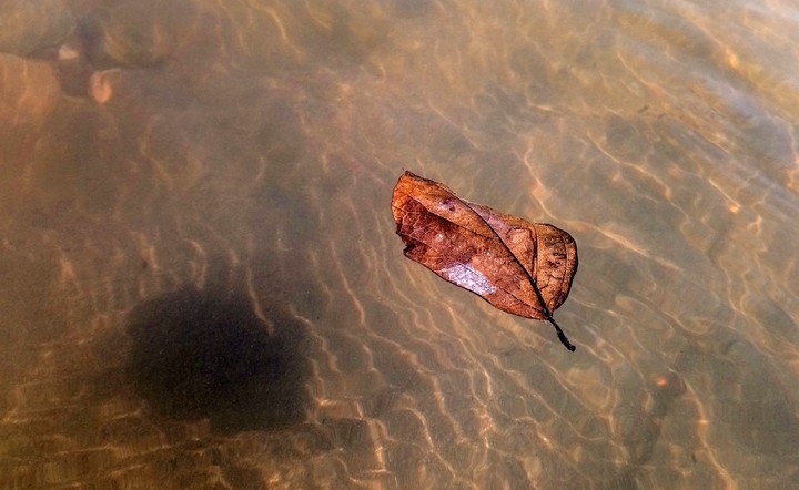 HOJA EN EL AGUA, RÍO BALSAS, SAN LORENZO, GRO.