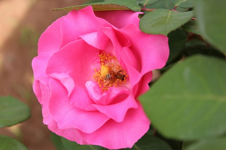 Bee in Pink