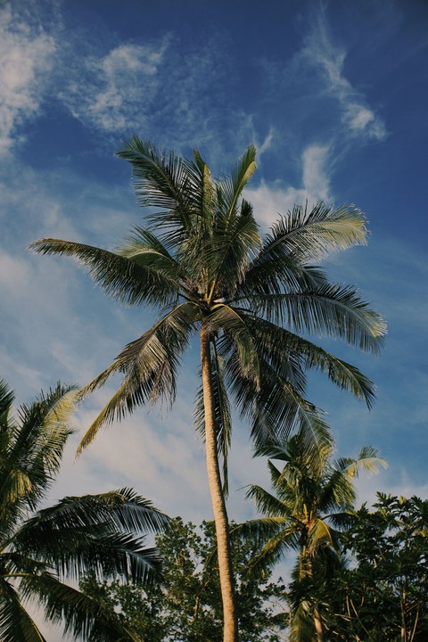 sfondi babassu, Coconut
