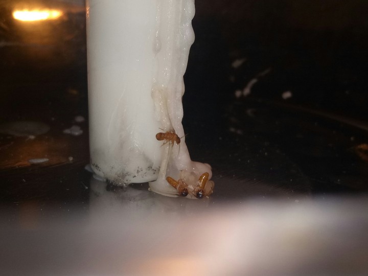 Termites Trapped