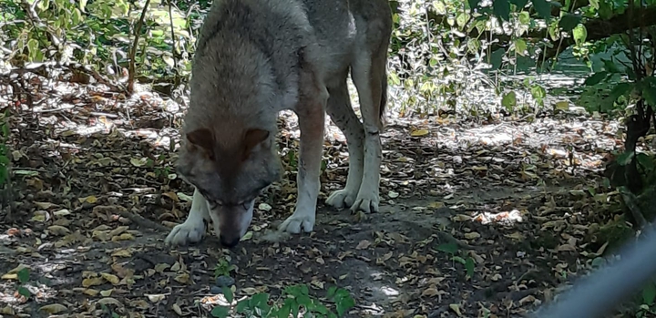 wolf