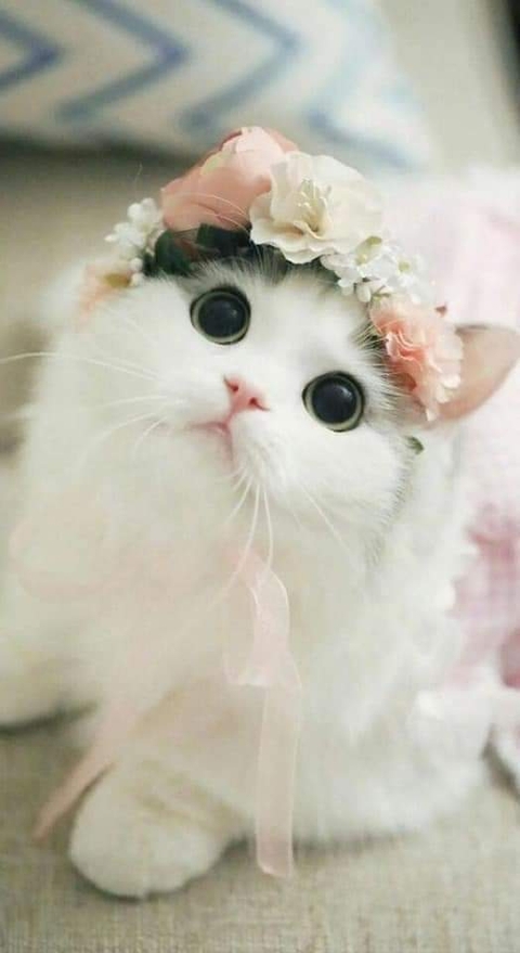 caty