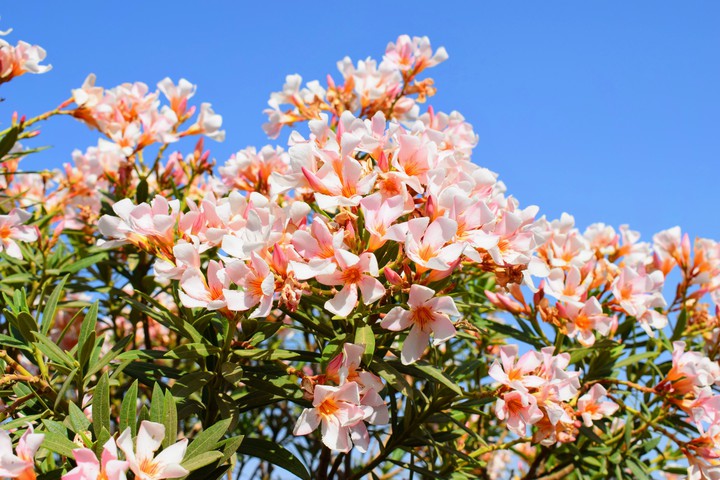 flowers