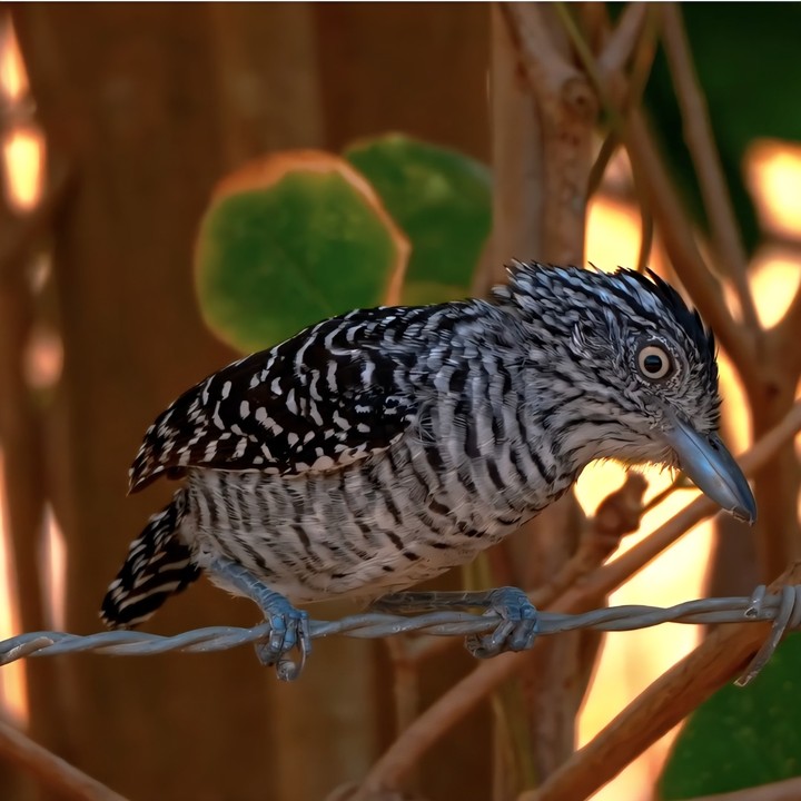 .