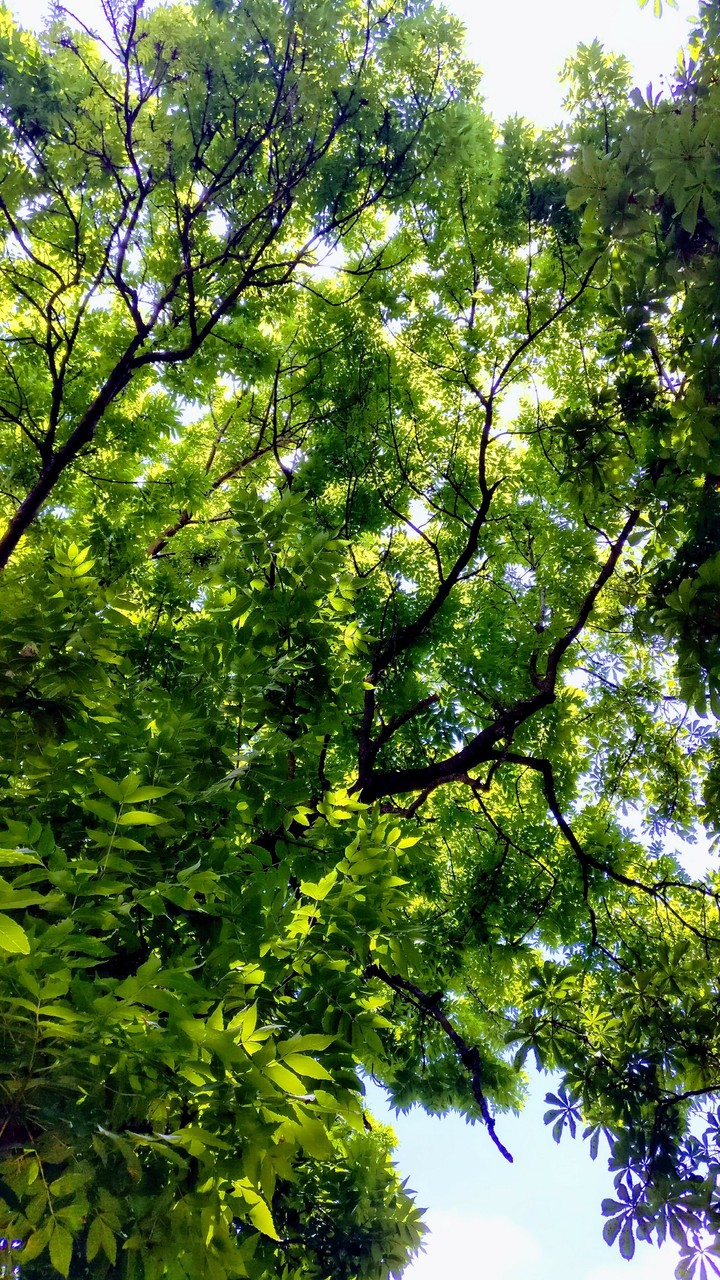 green wind