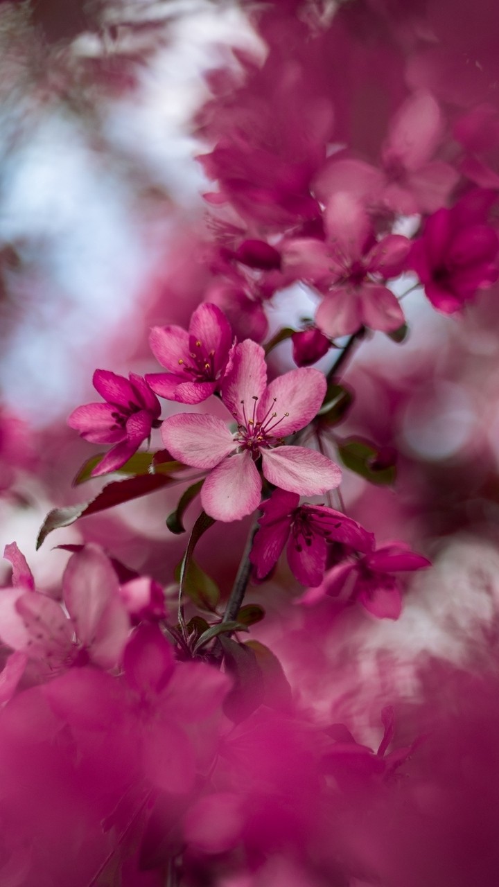 pink flowers