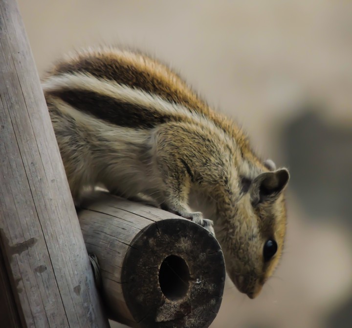 The Little Squirrel
