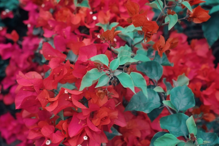 #bloom