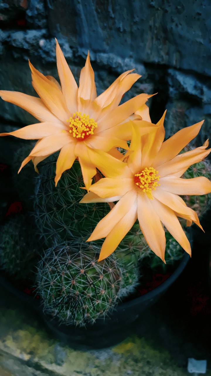cactus ?