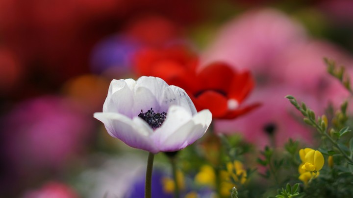 Frower