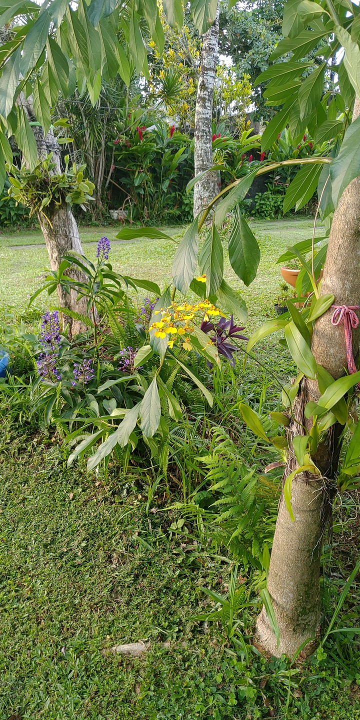 orquídea pingo de ouro e gengibre roxo?