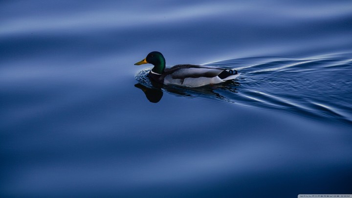 duck