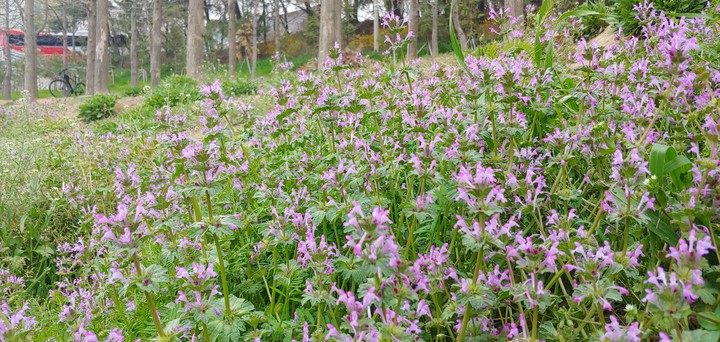 wild flower!!