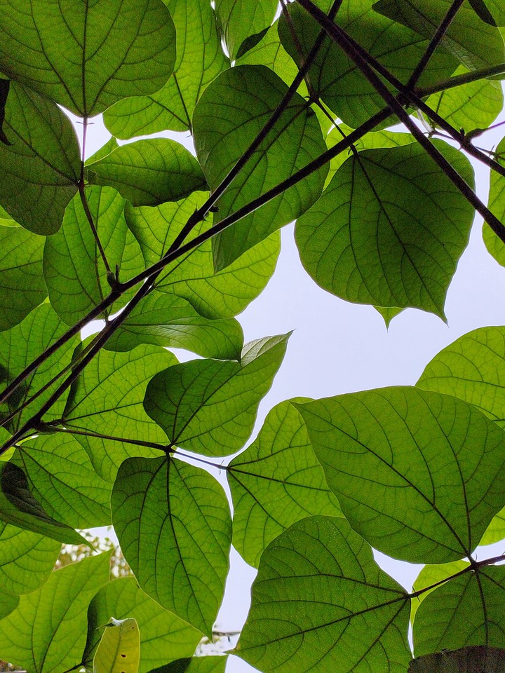 vine