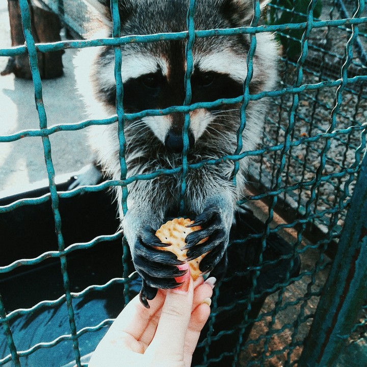 animal