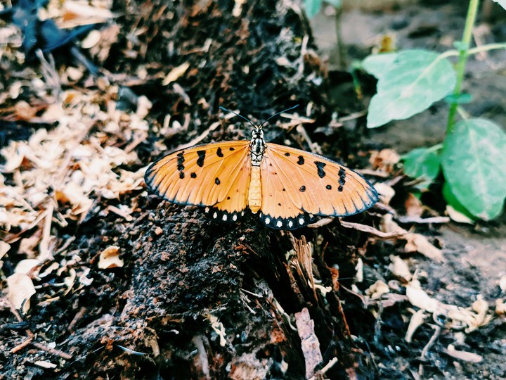 butterfly