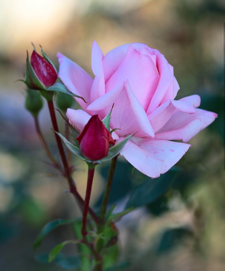 Roses růže