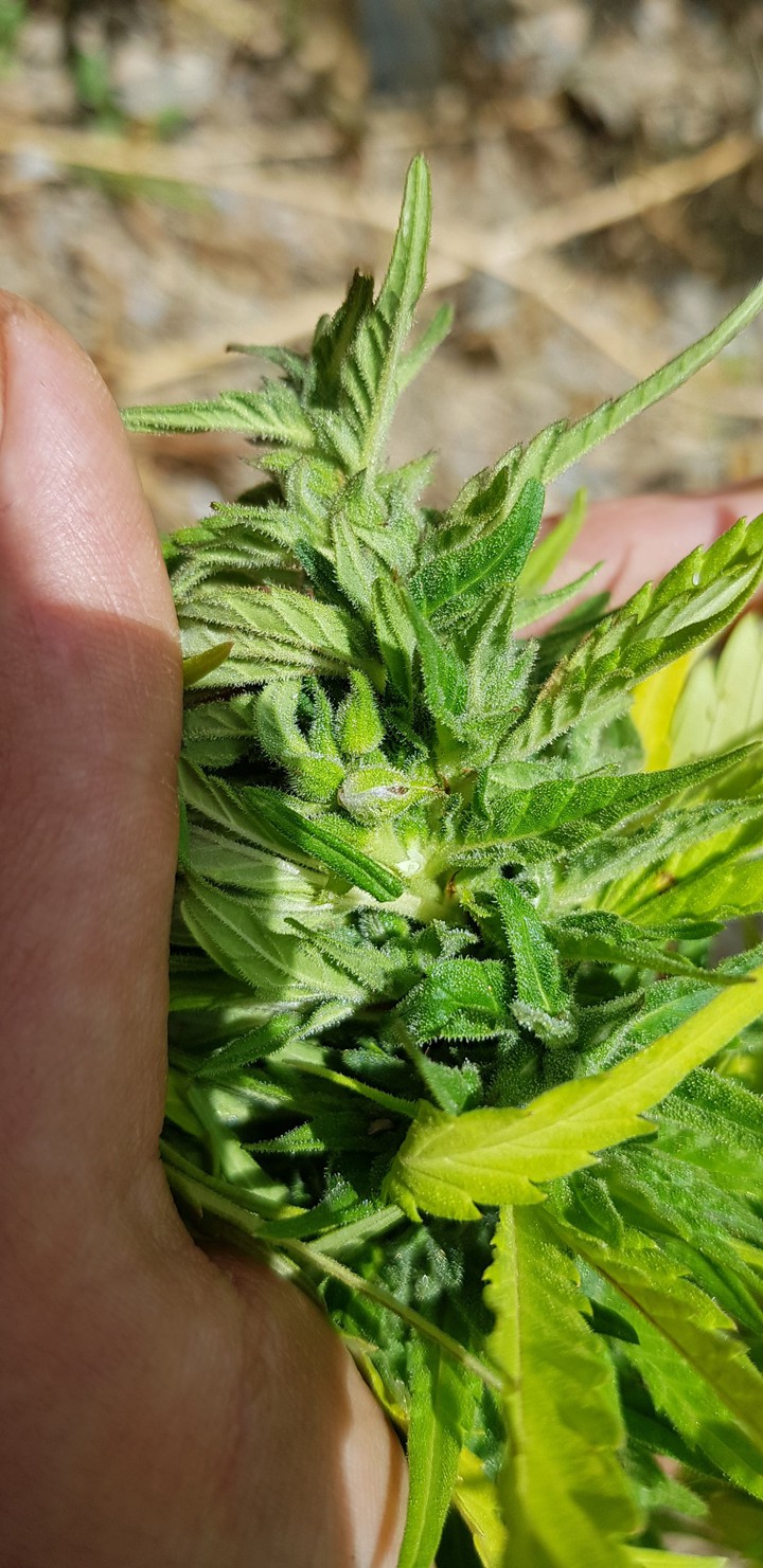 Indian hemp is cultivated in the Rif Mountains in Morocco