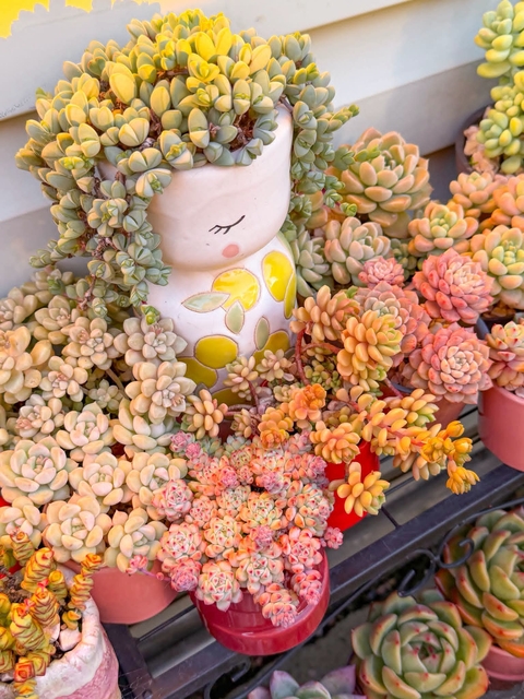 hình nền floristry, pink