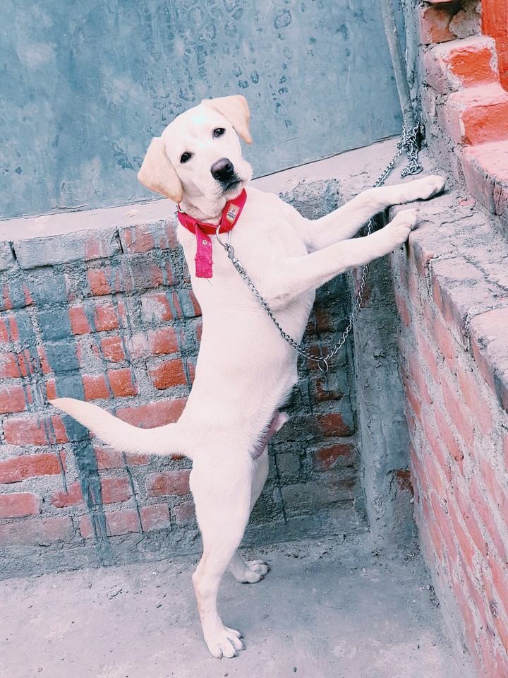 perfect pose