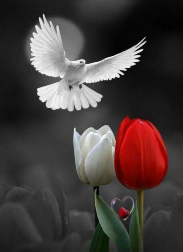 love
