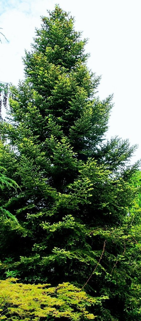 植物, greece壁纸