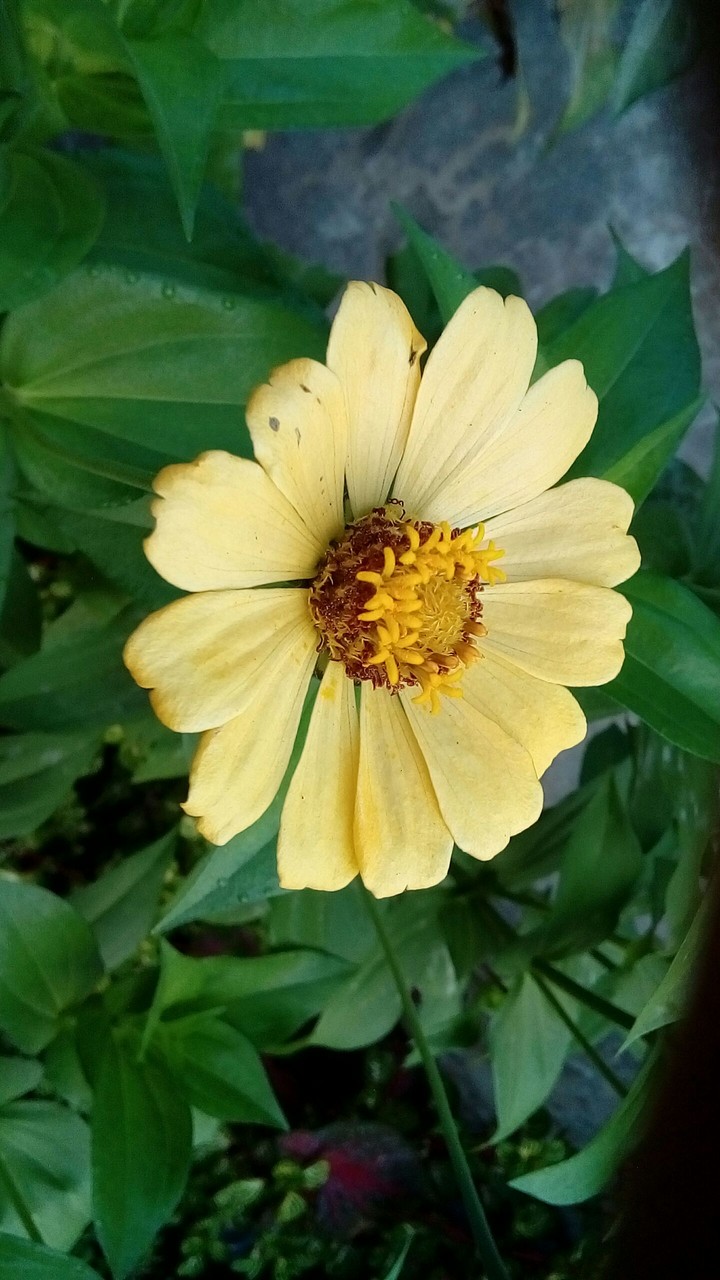 Yellow Flower