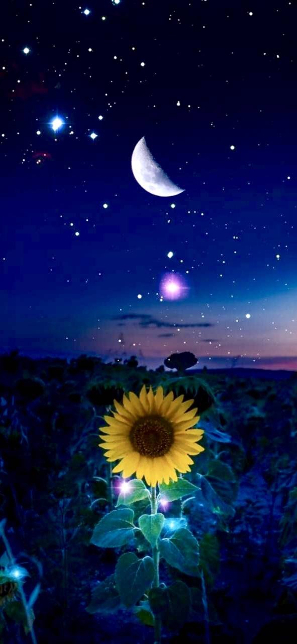 Moonflower