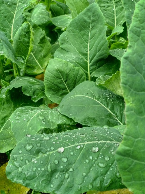Collard greens