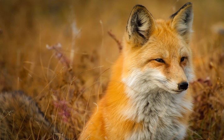 Red fox