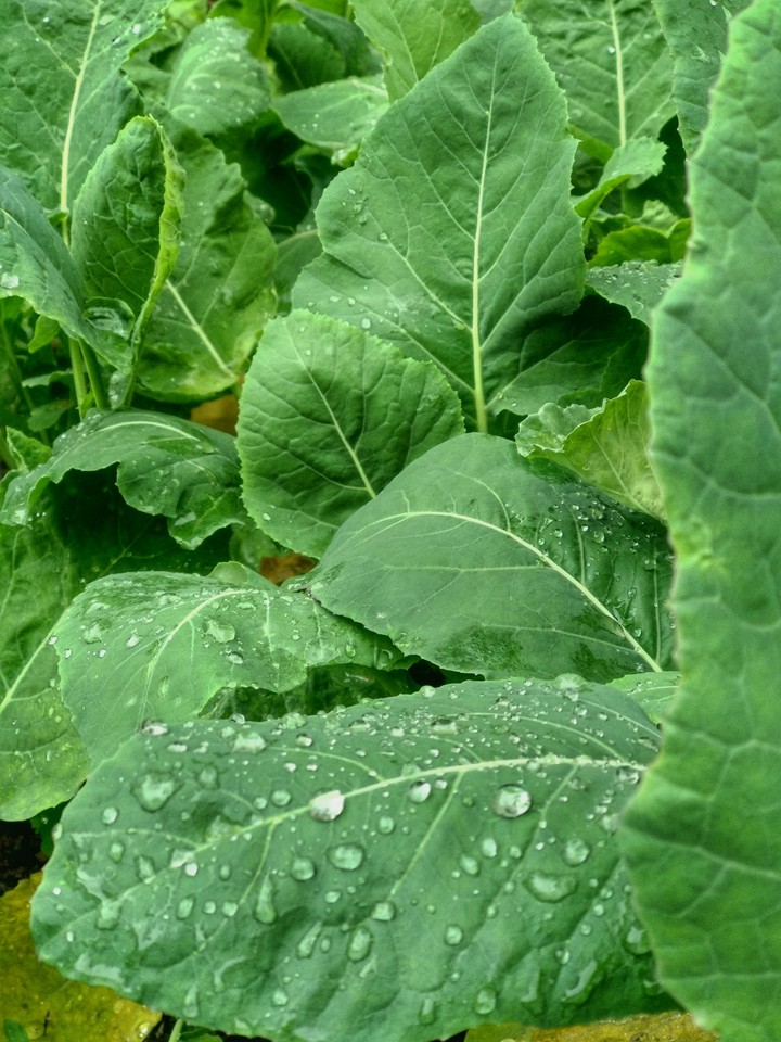 Collard greens