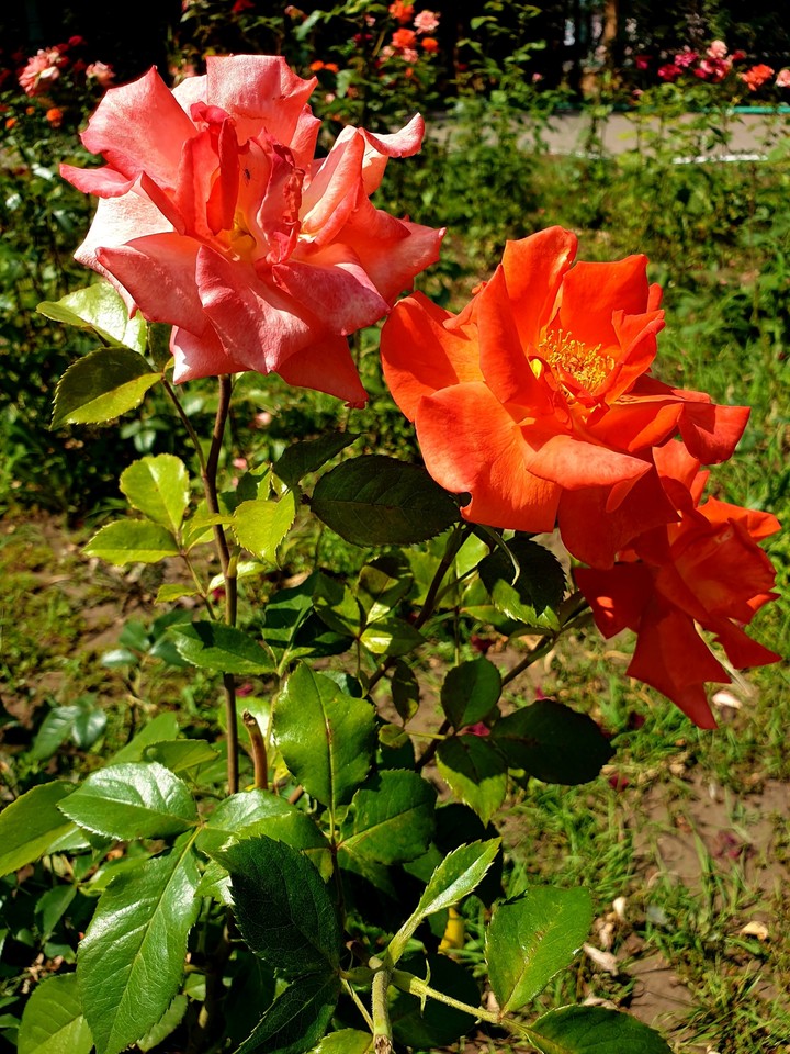 Rose
