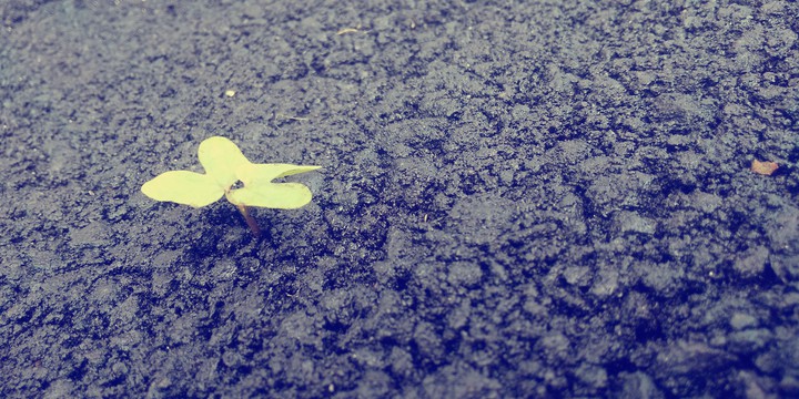 Small sprout
