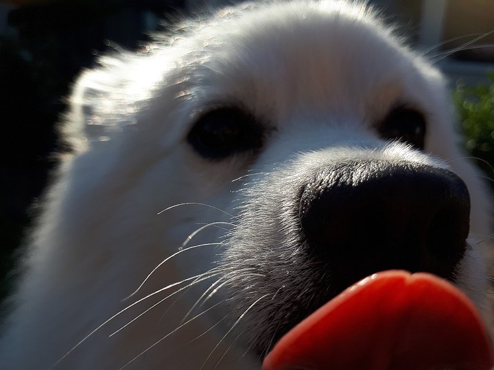 For licking