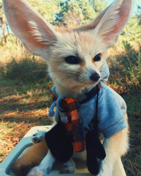 милота