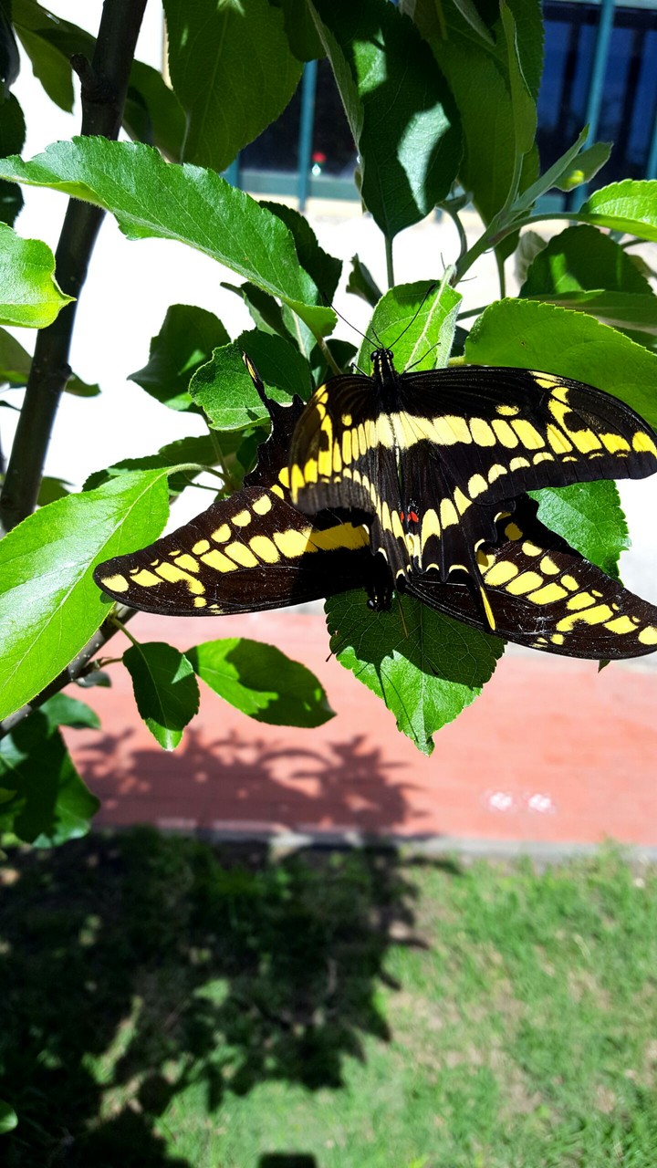 mariposas en casa