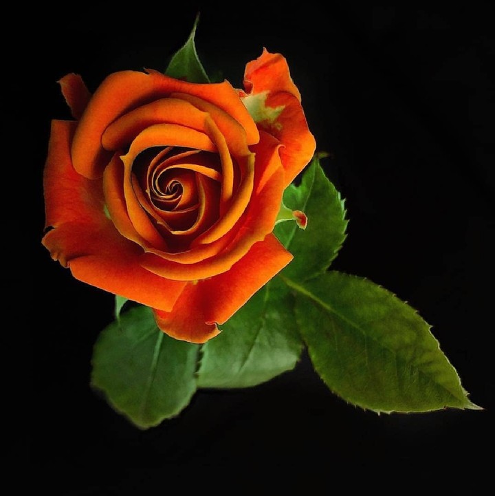 Roses