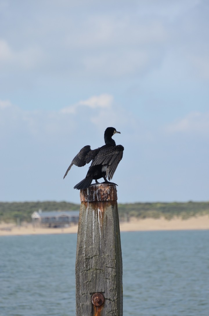 Seabird