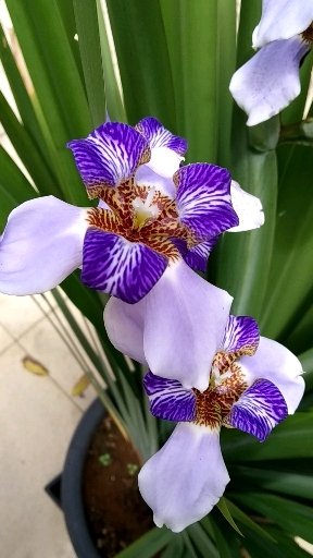 Íris