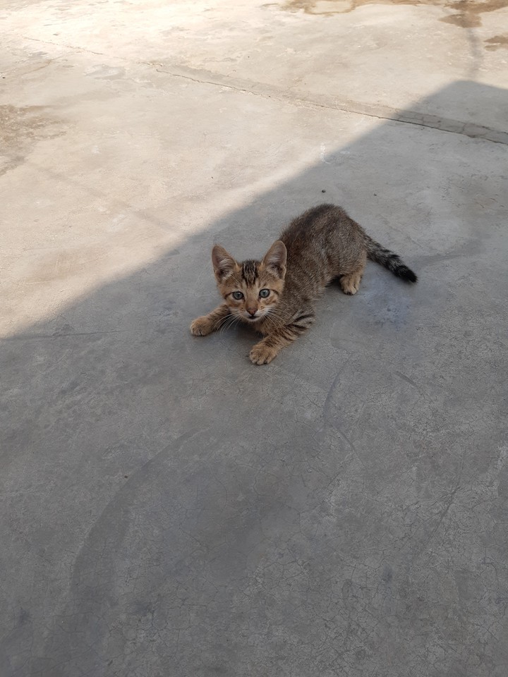 bebé gatuno