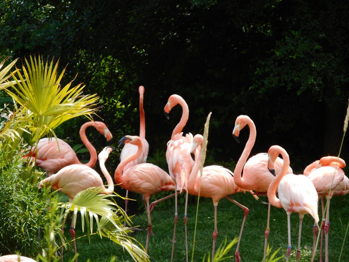 Flamingo