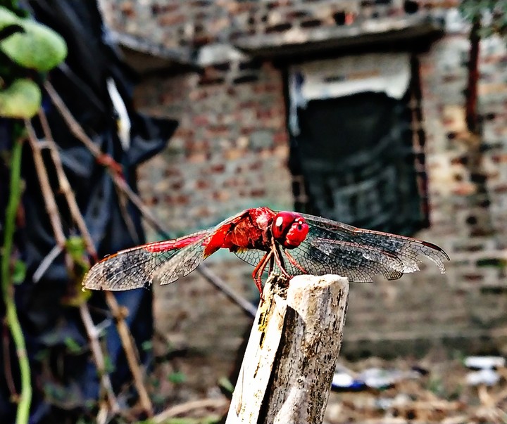 insect