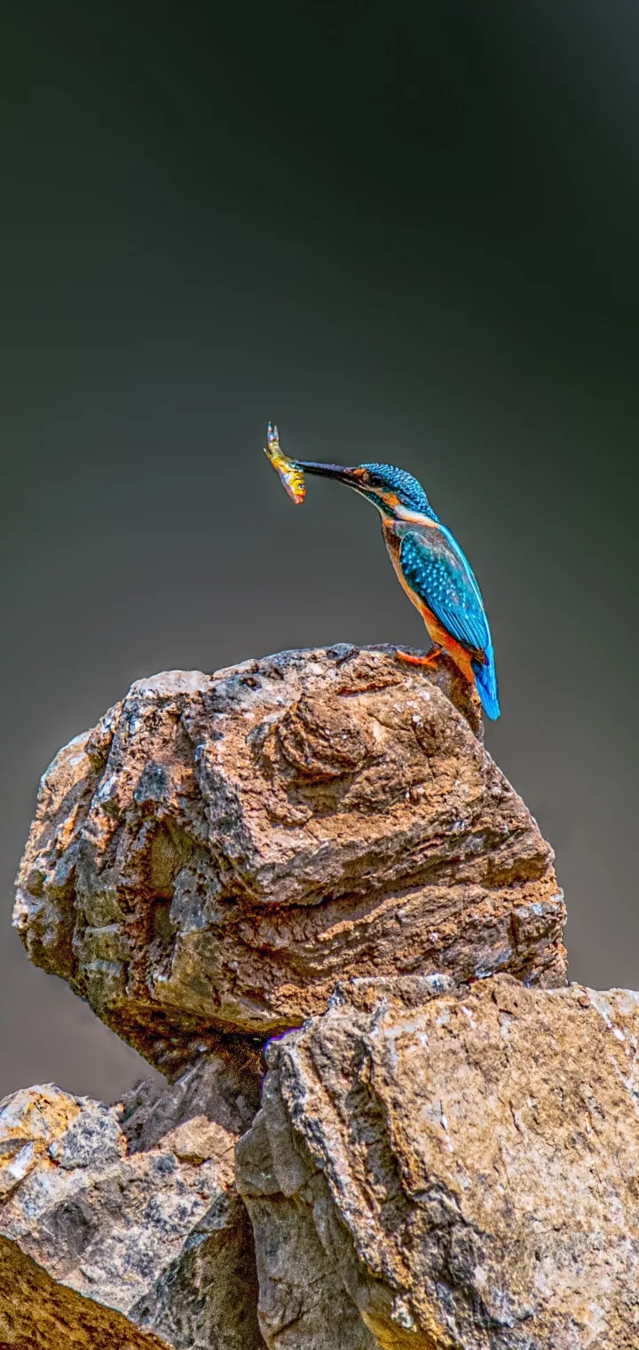 bird
