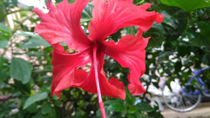 Red Beauty