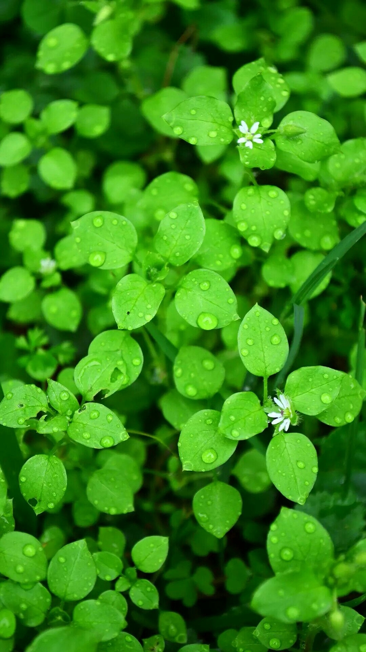 go green
